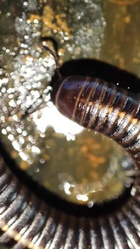 Millipede macro